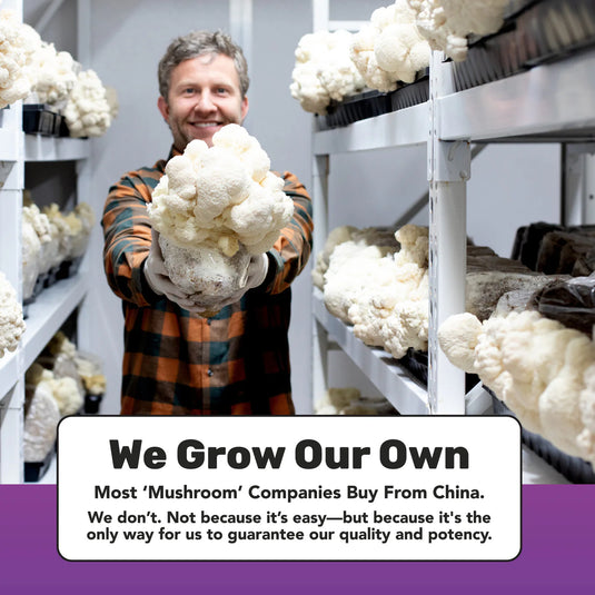 Staywyld Focused Energy Gummies 20 Pack