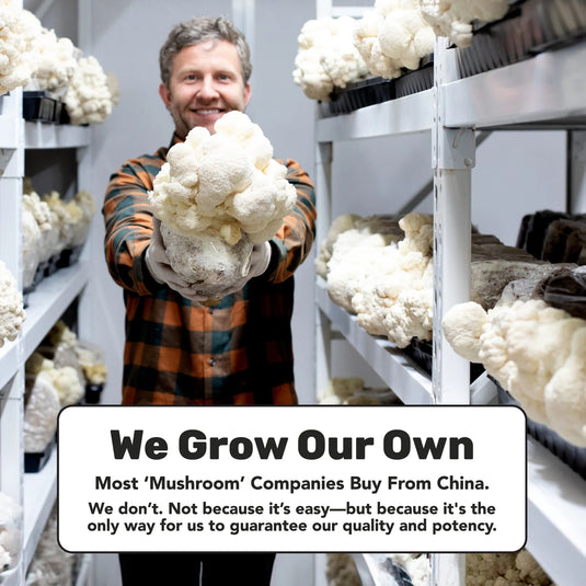 Staywyld Lion's Mane Mushroom Powder