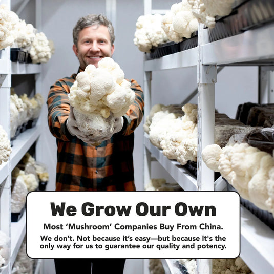 Staywyld Lion's Mane Gummies 30 Pack